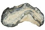 Mammoth Molar Slice With Case - South Carolina #350002-1